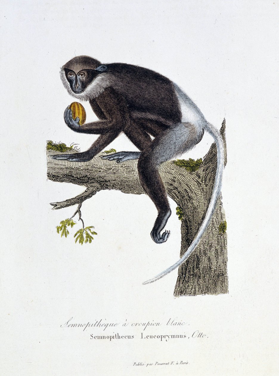 لوحة التاريخ الطبيعي: لوح علم الحيوان يمثل الردف الأبيض Semnopitheque ، Semnopithecus Leucoprymnus ، Otto - in "" Complete of Buffon "لعالم الطبيعة جورج لويس لوكلير ، كونت بوفون (1707 - 1788). نقش من عام 1837. بواسطة جورج لويس لوكلير