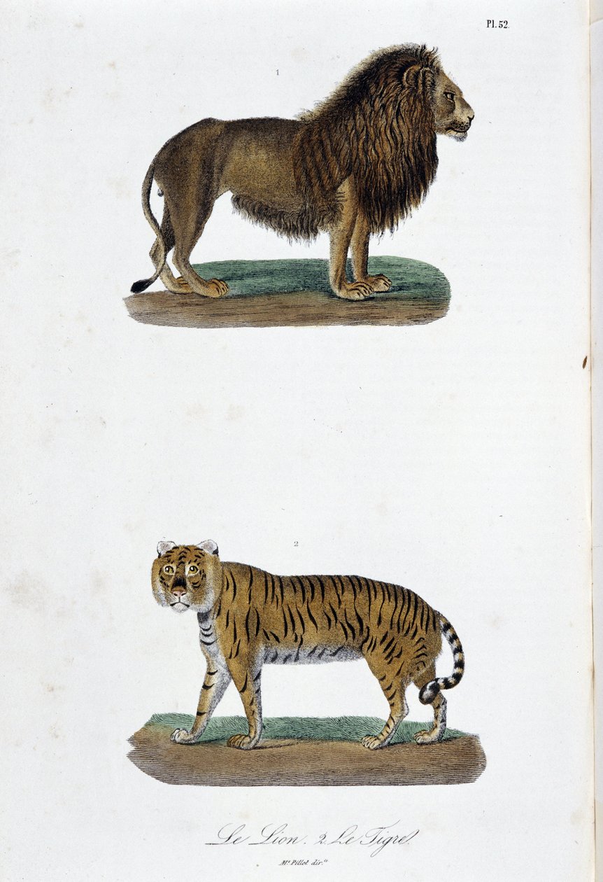 Natural History Plate: Zoological board representing the lion and the tiger - in “” Completes of Buffon”” by naturalist Georges Louis Leclerc, Count of Buffon (1707 - 1788). Engraving from 1837. بواسطة جورج لويس لوكلير