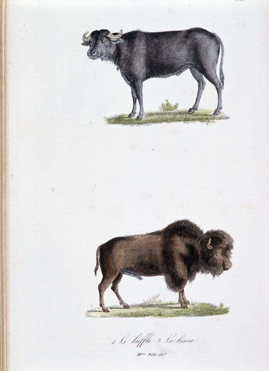مجلس التاريخ الطبيعي: مجلس علم الحيوان يمثل 1. الجاموس واثنين. Le bison - في "" الأعمال الكاملة لبوفون "لعالم الطبيعة جورج لويس لوكلير ، كونت بوفون (1707 - 1788). نقش من عام 1837. بواسطة جورج لويس لوكلير