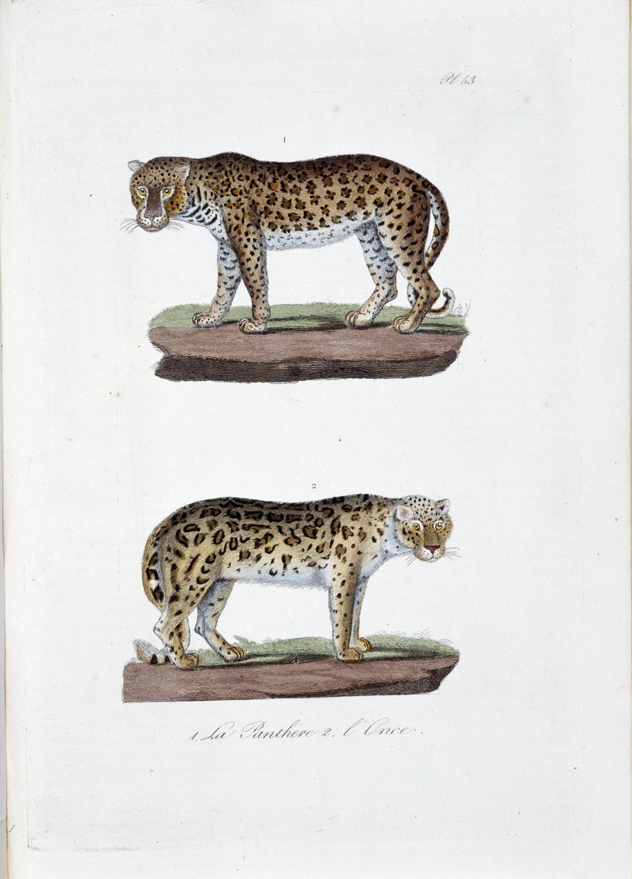 لوحة التاريخ الطبيعي: لوحة علم الحيوان تمثل 1. The Panghere و 2. L'Once - في "" Complete Works of Buffon "لعالم الطبيعة جورج لويس لوكليرك ، كونت بوفون (1707 - 1788). نقش من عام 1837. بواسطة جورج لويس لوكلير