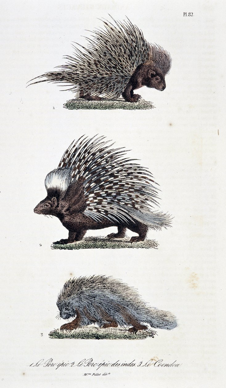 لوحة التاريخ الطبيعي: لوحة علم الحيوان تمثل 1. The Epic Pork ، 2. The Epic Pork of India و 3. Le Coendou - في "" Complete Works of Buffon "لعالم الطبيعة جورج لويس لوكلير ، كونت بوفون (1707 - 1788). نقش من عام 1837. بواسطة جورج لويس لوكلير