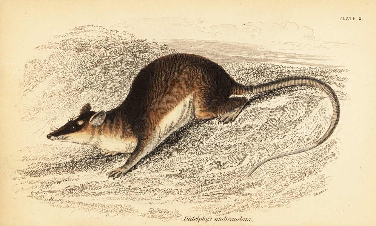الأبوسوم البني ذو العيون الأربعة ، Metachirus nudicaudatus. ، 1841 (نقش) بواسطة جورج روبرت ووترهاوس