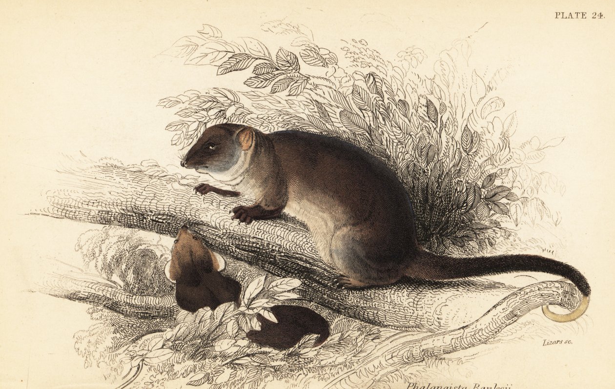 أستطيع رؤية الذيل الحلقي الشائع، Pseudocheirus peregrinus. 1841 (نقش) بواسطة جورج روبرت ووترهاوس