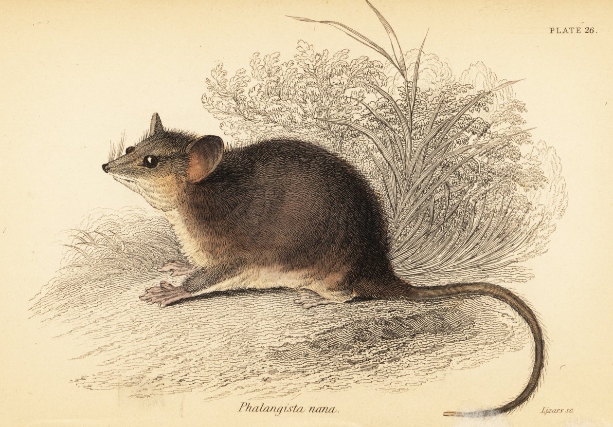 أبوسوم الأقزام الشرقي ، Cercartetus nanus. ، 1841 (نقش) بواسطة جورج روبرت ووترهاوس