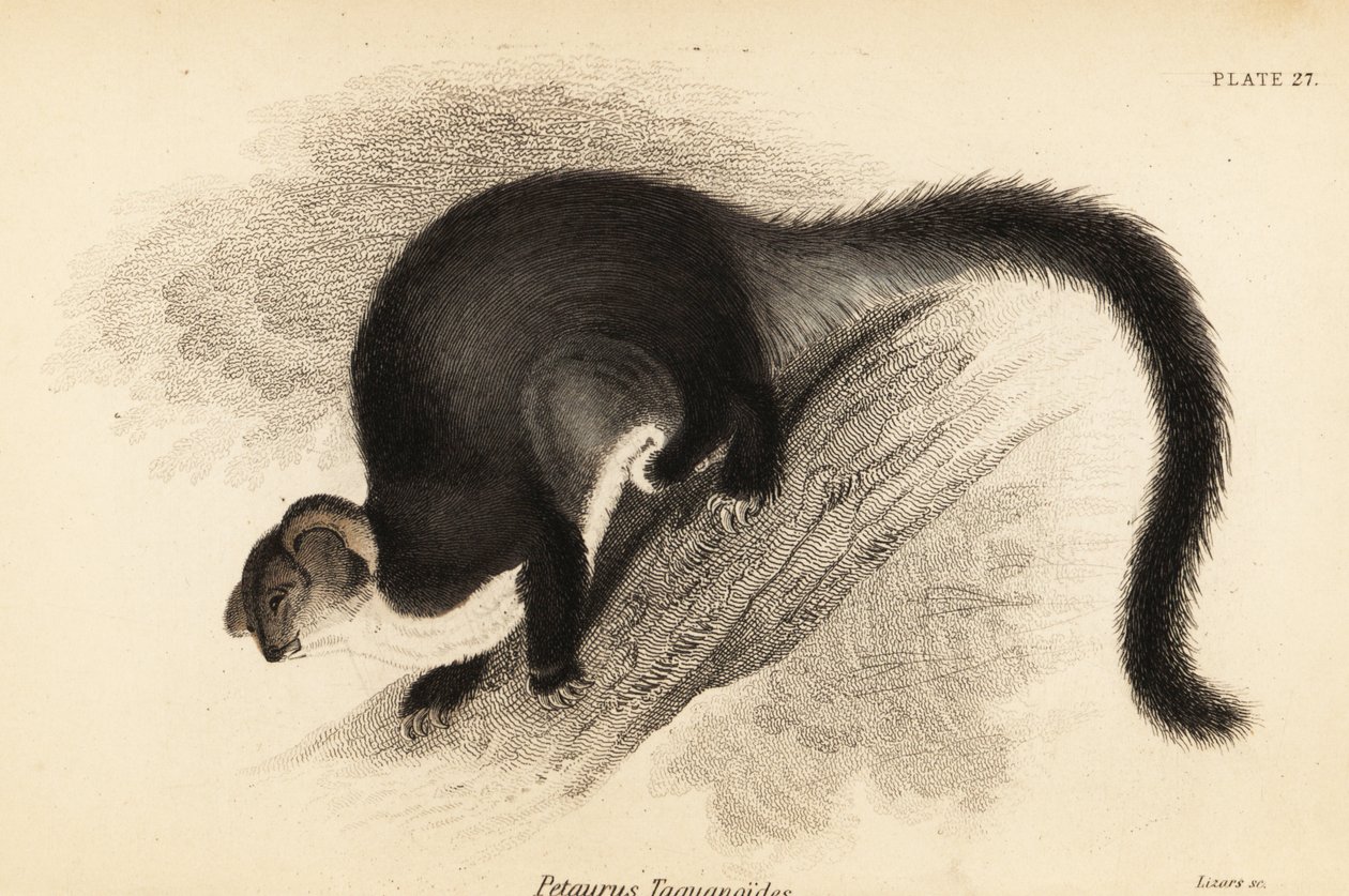 طائرة شراعية أكبر ، أحجام Petauroides. ، 1841 (نقش) بواسطة جورج روبرت ووترهاوس