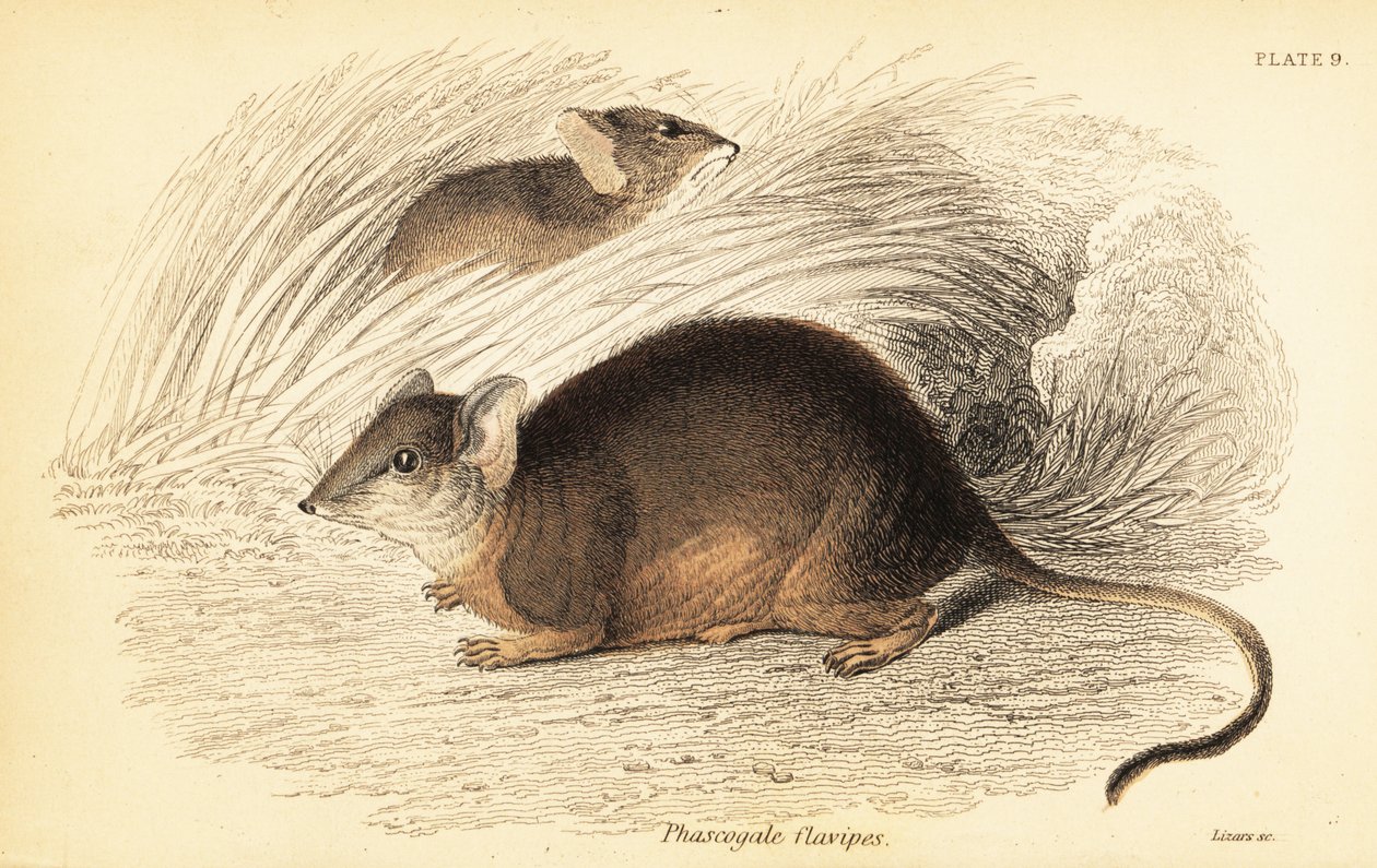 Mardo أو antechinus أصفر القدمين Antechinus flavipes. ، 1841 (نقش) بواسطة جورج روبرت ووترهاوس