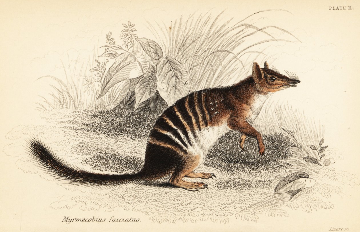 نومبات ، Myrmecobius fasciatus. المهددة بالخطر. ، 1841 (نقش) بواسطة جورج روبرت ووترهاوس