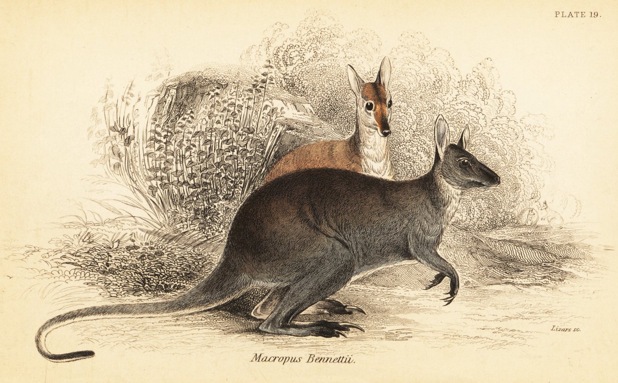 الولب الأحمر العنق ، Macropus rufogriseus. ، 1841 (نقش) بواسطة جورج روبرت ووترهاوس
