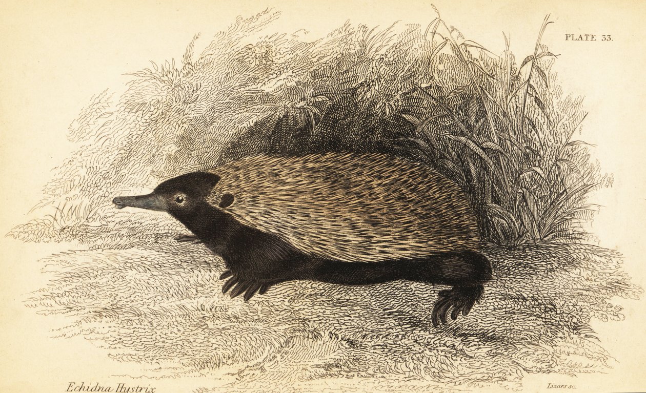 إيكيدنا قصير المنقار، Tachyglossus aculeatus، 1841 (نقش) بواسطة جورج روبرت ووترهاوس