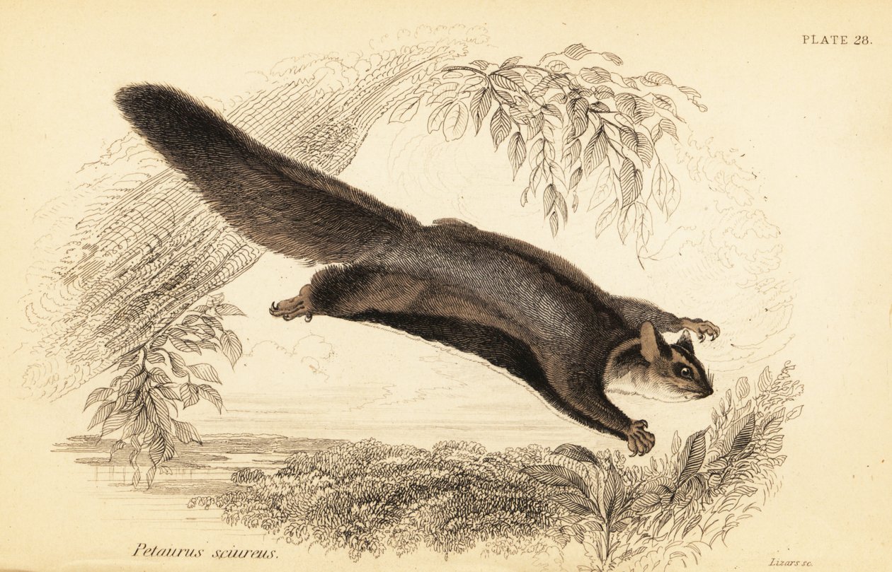 طائرة شراعية سنجاب ، Petaurus norfolcensis. ، 1841 (نقش) بواسطة جورج روبرت ووترهاوس