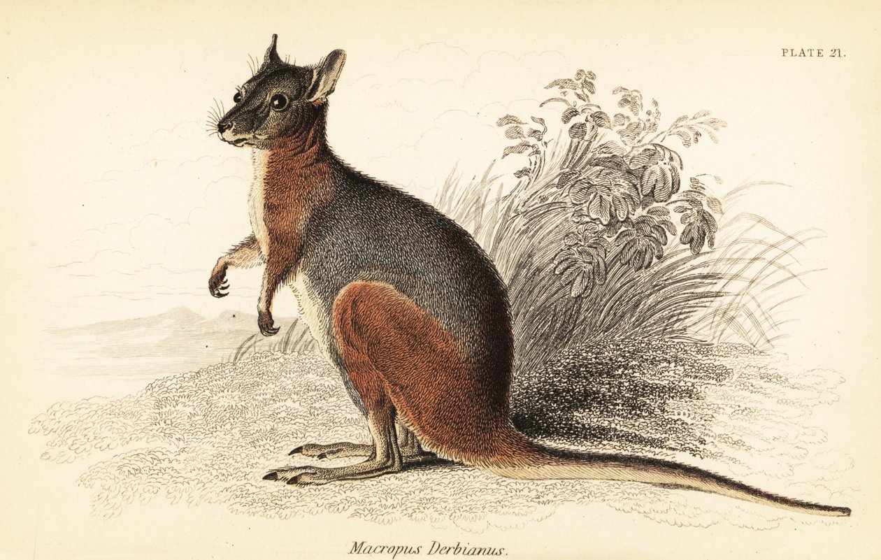 تمار والابي ، Macropus eugenii. ، 1841 (نقش) بواسطة جورج روبرت ووترهاوس