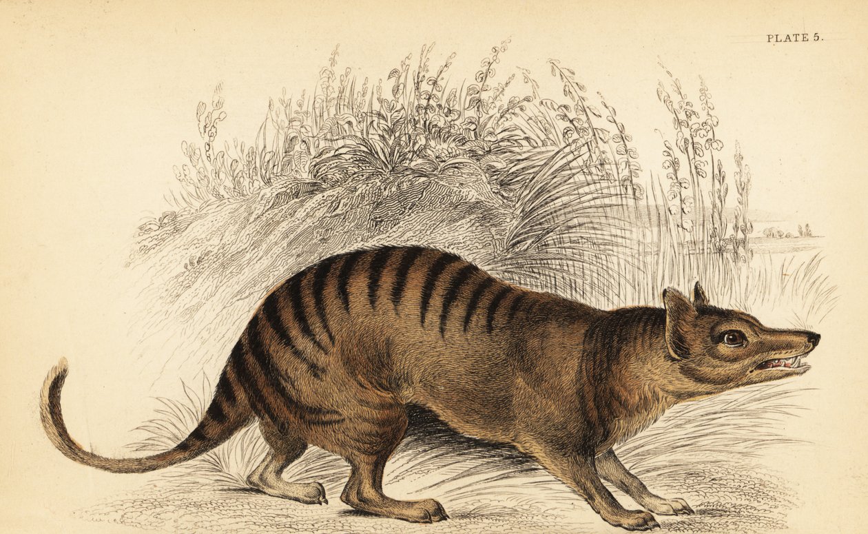النمر التسماني Thylacinus cynocephalus. ينقرض. ، 1841 (نقش) بواسطة جورج روبرت ووترهاوس