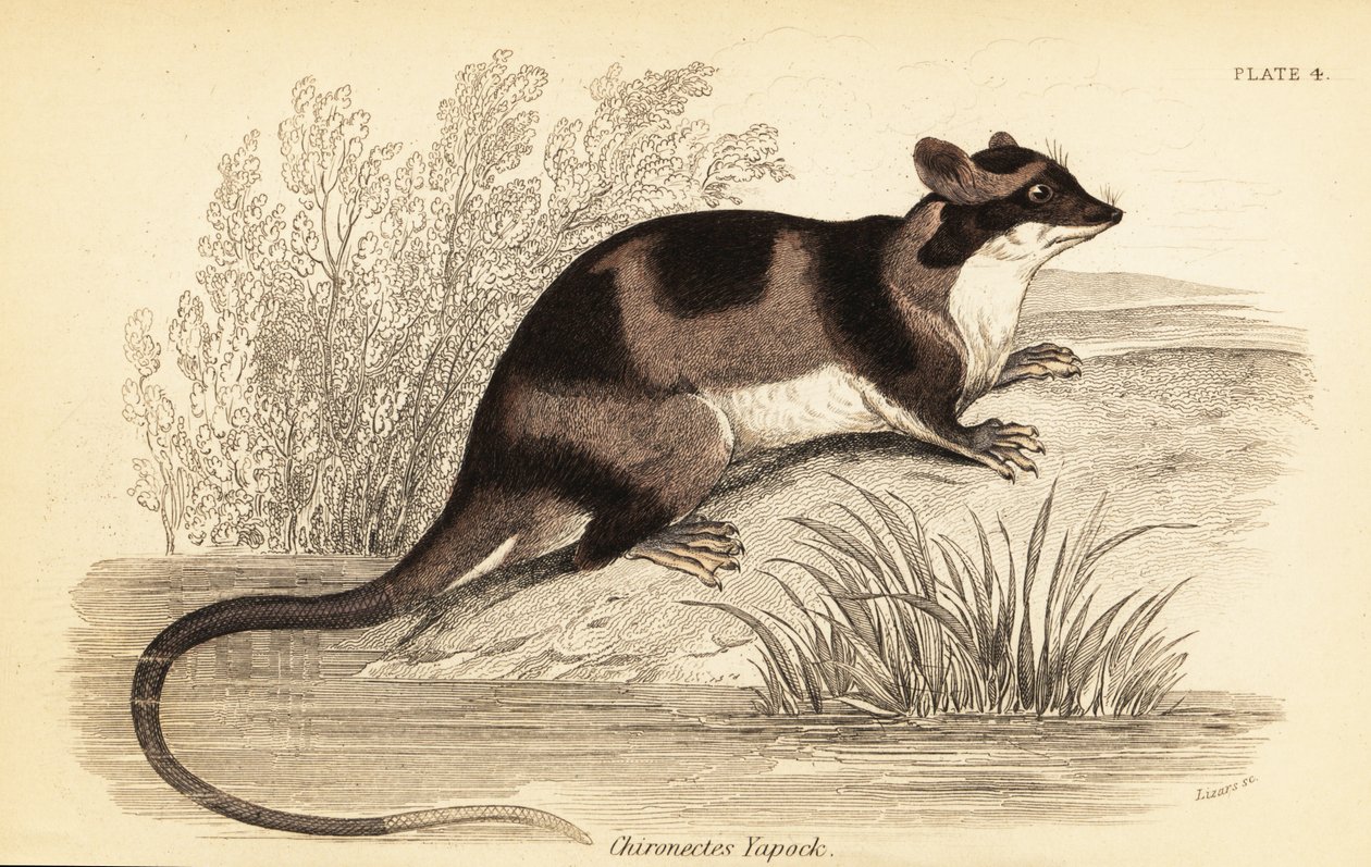 أبوسوم الماء أو يابوك ، Chironectes minimus. ، 1841 (نقش) بواسطة جورج روبرت ووترهاوس