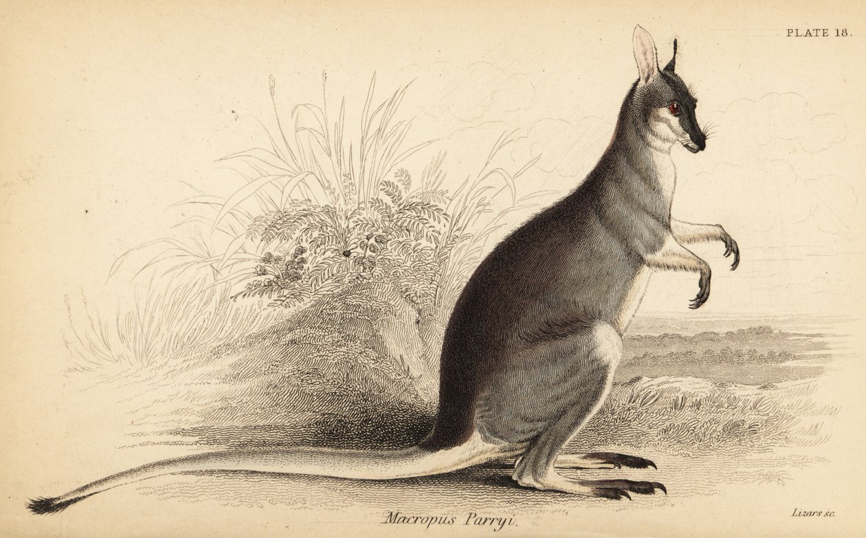 Whiptail wallaby ، Macropus parryi. ، 1841 (نقش) بواسطة جورج روبرت ووترهاوس