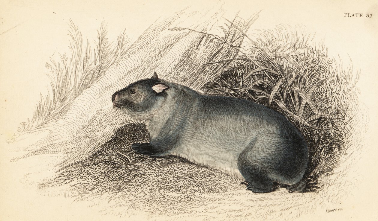 Wombat ، Wombatus ursinus. ، 1841 (نقش) بواسطة جورج روبرت ووترهاوس