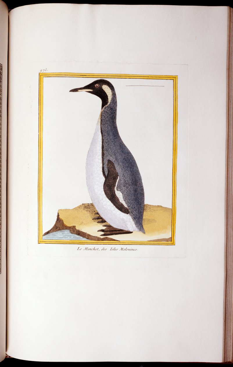 البطريق ، جزر فوكلاند ، من "Histoire Naturelle des Oiseaux" ، 1770-86 بواسطة جورج دي بوفون