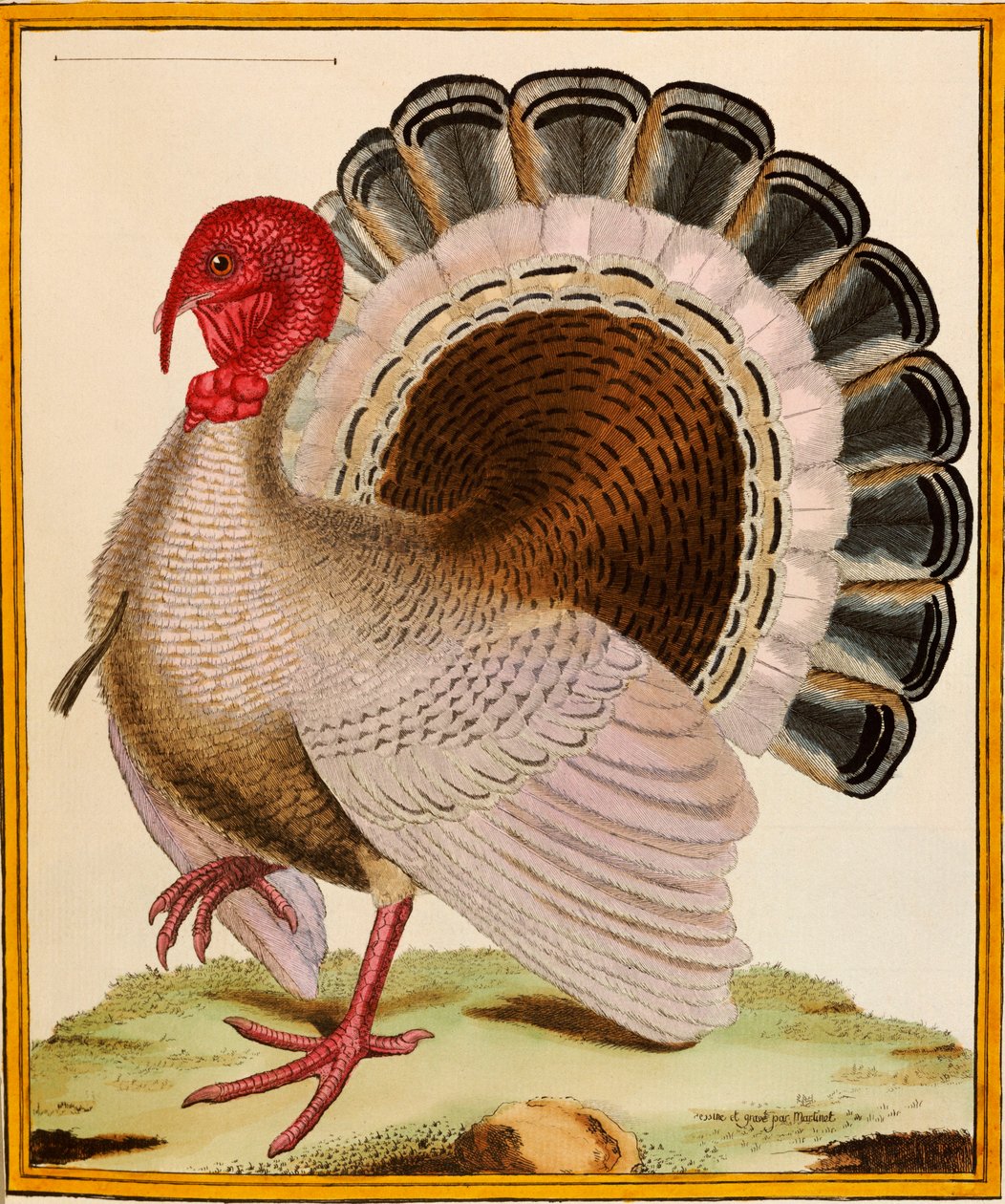 تركيا ، من "Histoire Nouvelles des Oiseaux" ، 1771-1786 بواسطة جورج دي بوفون
