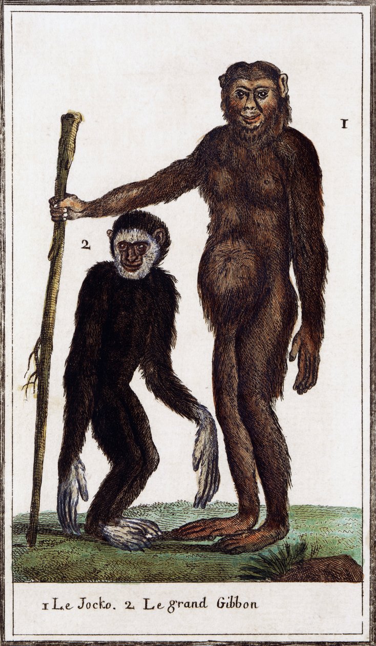 جوكو ، شمبانزي أو جيبون ، رسم توضيحي من Histoire naturelle ، بقلم جورج لويس لوكلير كونت بوفون (1707-1788) ، نقش بالألوان المائية بواسطة جورج دي بوفون