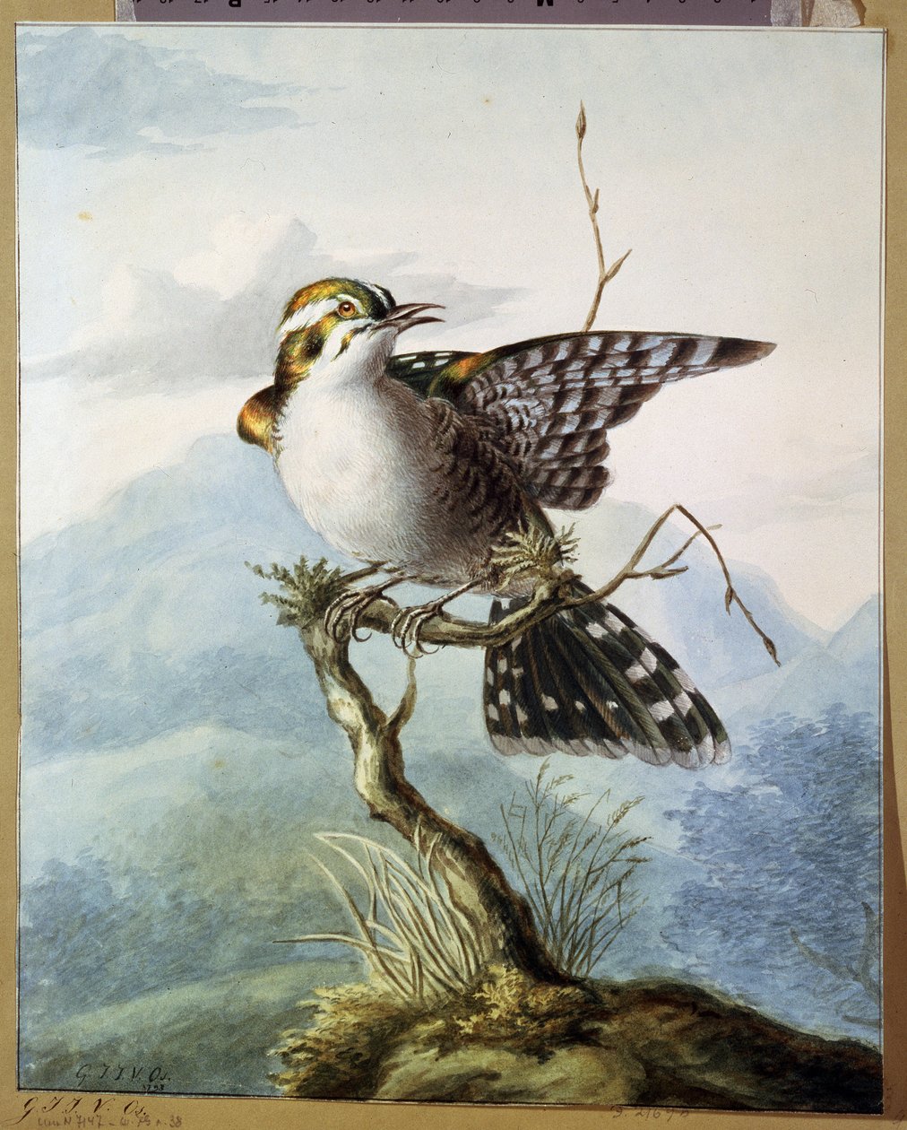 "طائر صغير" (طائر صغير) لوحة مائية لجورجوس جاكوبوس يوهانس فان أوس (1782-1861) 1798 متحف بوشكين ، موسكو بواسطة جورجيوس جاكوبوس يوهانس فان أوس