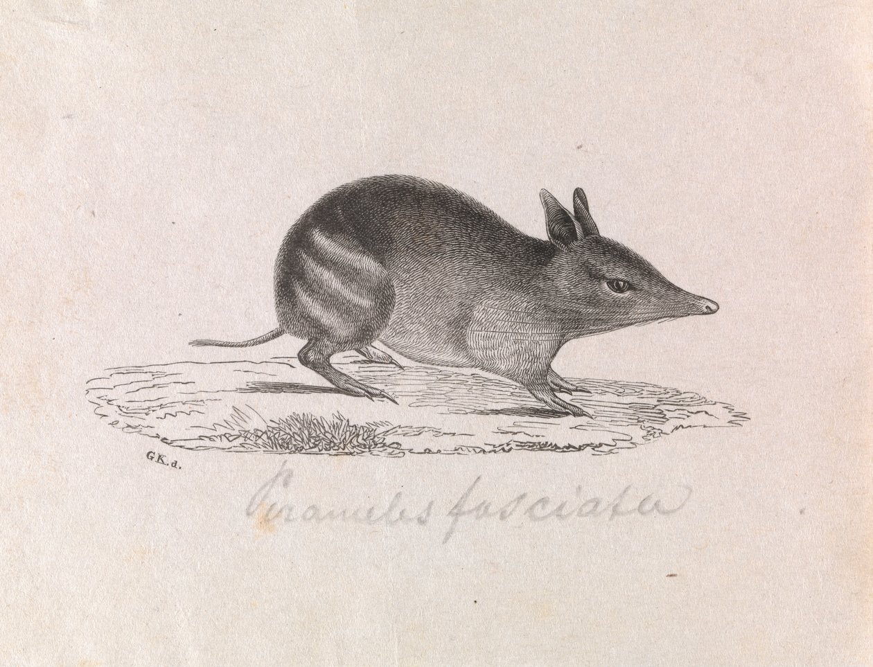 منعت Bandicoot الغربية ، Perameles bougainville بواسطة جيرارد كريفت