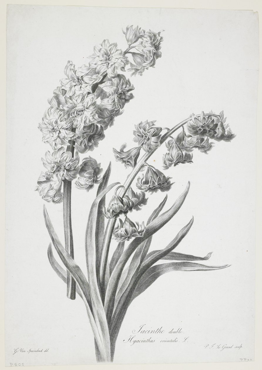 صفير مزدوج ، من Fleurs Dessinees d&39;apres Nature ، c.1800 (نقش نقش) بواسطة جيرارد فان سبيندونك