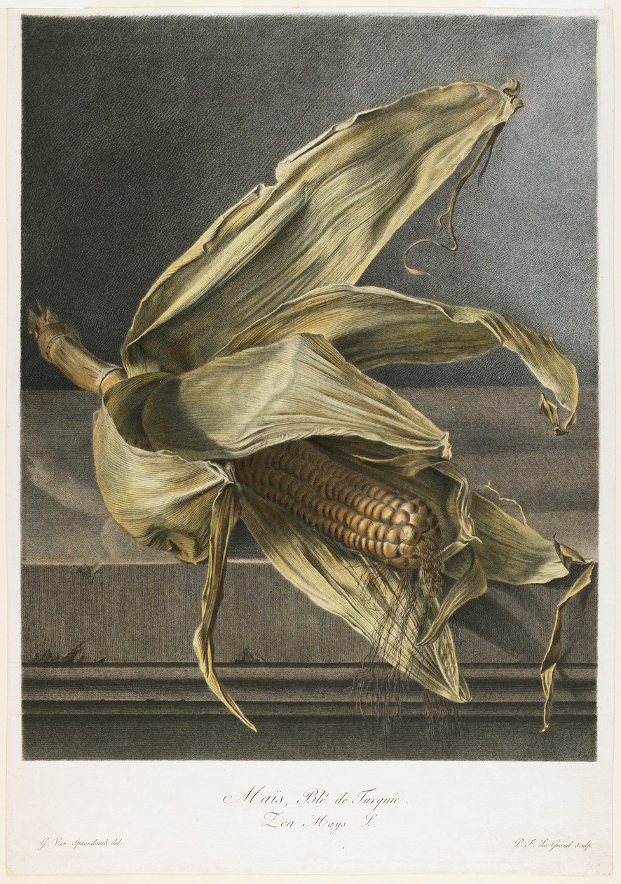 Mais ، Ble de Turquie ، من Fleurs Dessinees d&39;apres Nature ، c.1800 (نقش يدوي ملون) بواسطة جيرارد فان سبيندونك