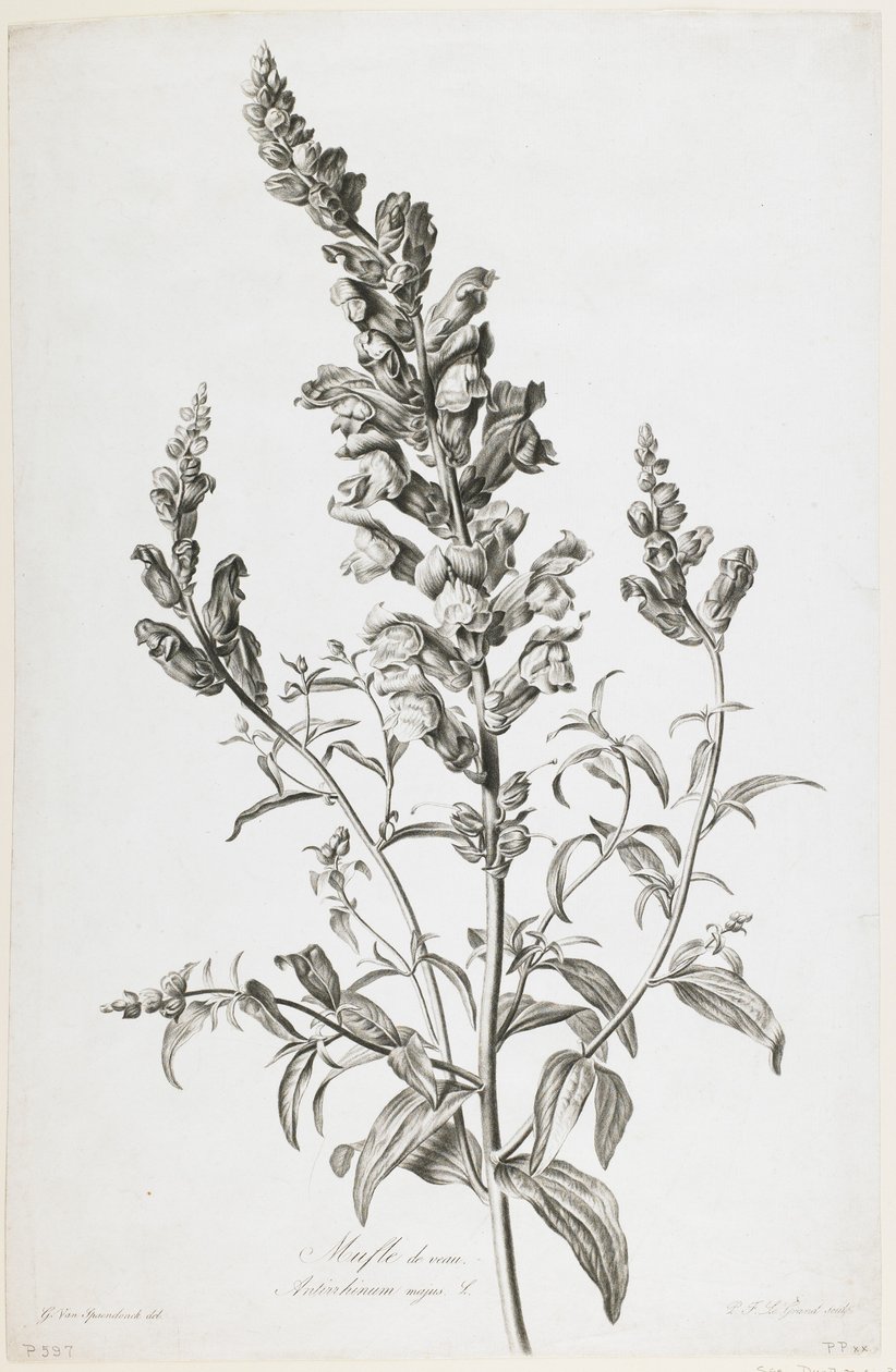 كمامة العجل ، من Fleurs Dessinees d&39;apres Nature ، c.1800 (نقش حاد) بواسطة جيرارد فان سبيندونك