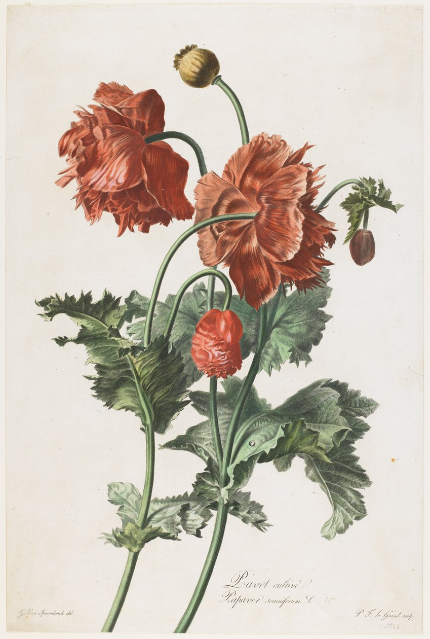 زراعة الخشخاش ، من Fleurs Dessinees d&39;apres Nature ، c.1800 (نقش رسم يدوي) بواسطة جيرارد فان سبيندونك