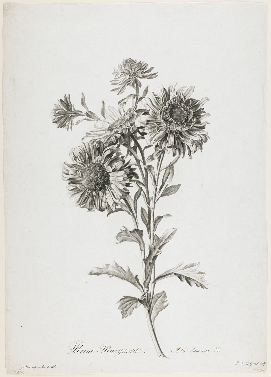رين مارغريت ، من Fleurs Dessinees d&39;apres Nature ، c.1800 (نقش منقوش) بواسطة جيرارد فان سبيندونك