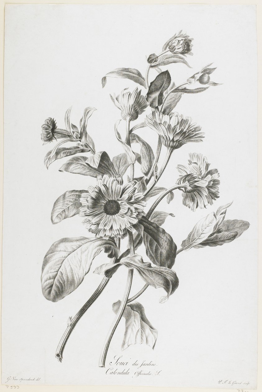 Garden Souci ، من Fleurs Dessinees d&39;apres Nature ، c.1800 (نقش نقش) بواسطة جيرارد فان سبيندونك