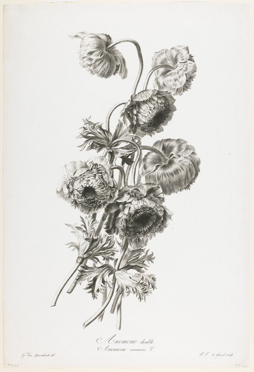 شقائق النعمان المزدوج ، من Fleurs Dessinees apres Nature ، c.1800 (نقش نقش) بواسطة جيرارد فان سبيندونك
