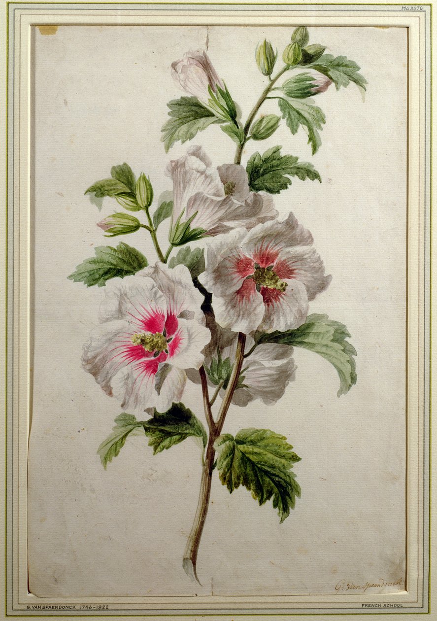 Hollyhocks (ألوان مائية على ورق) بواسطة جيرارد فان سبيندونك