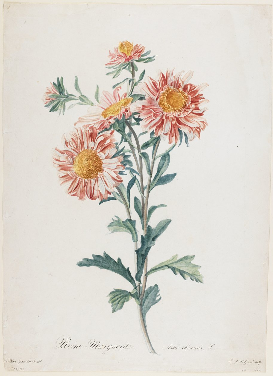Reine-Marguerite ، من Fleurs Dessinees d&39;apres Nature ، c.1800 (نقش رسم يدوي) بواسطة جيرارد فان سبيندونك