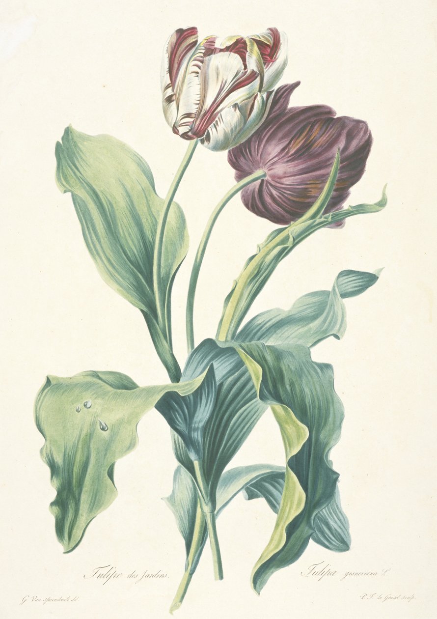 Tulipe des Jardins ، من Fleurs Dessinees d'apres Nature ، ج. 1800 بواسطة جيرارد فان سبيندونك