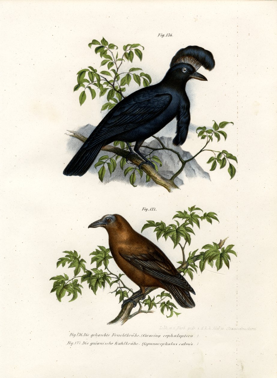 Umbrellabird الأمازون ، 1864 بواسطة المدرسة الألمانية
