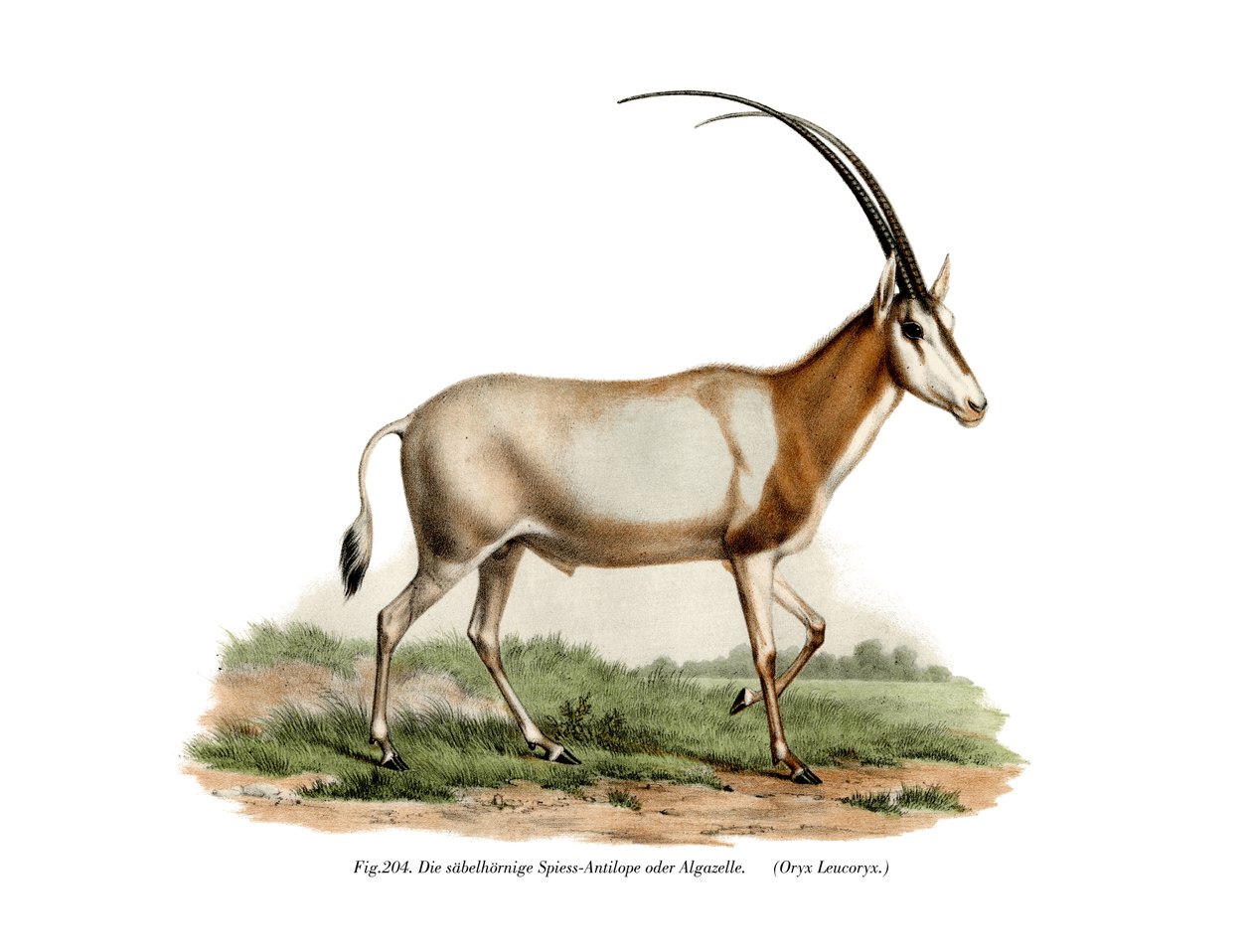 المها العربي ، 1860 بواسطة المدرسة الألمانية