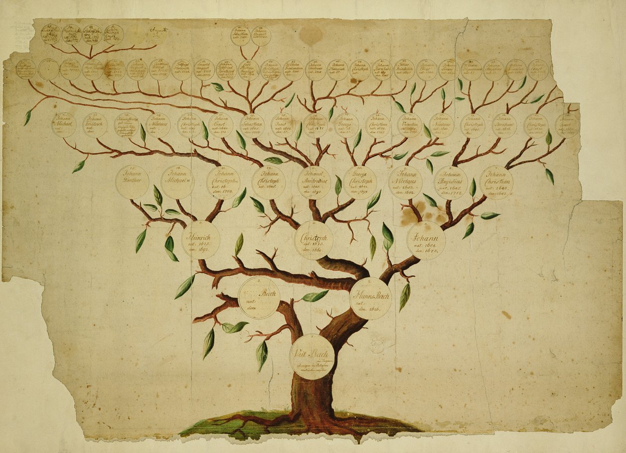 شجرة عائلة باخ ، c.1750-1770 (قلم وحبر وقلم رصاص على ورق) بواسطة المدرسة الألمانية