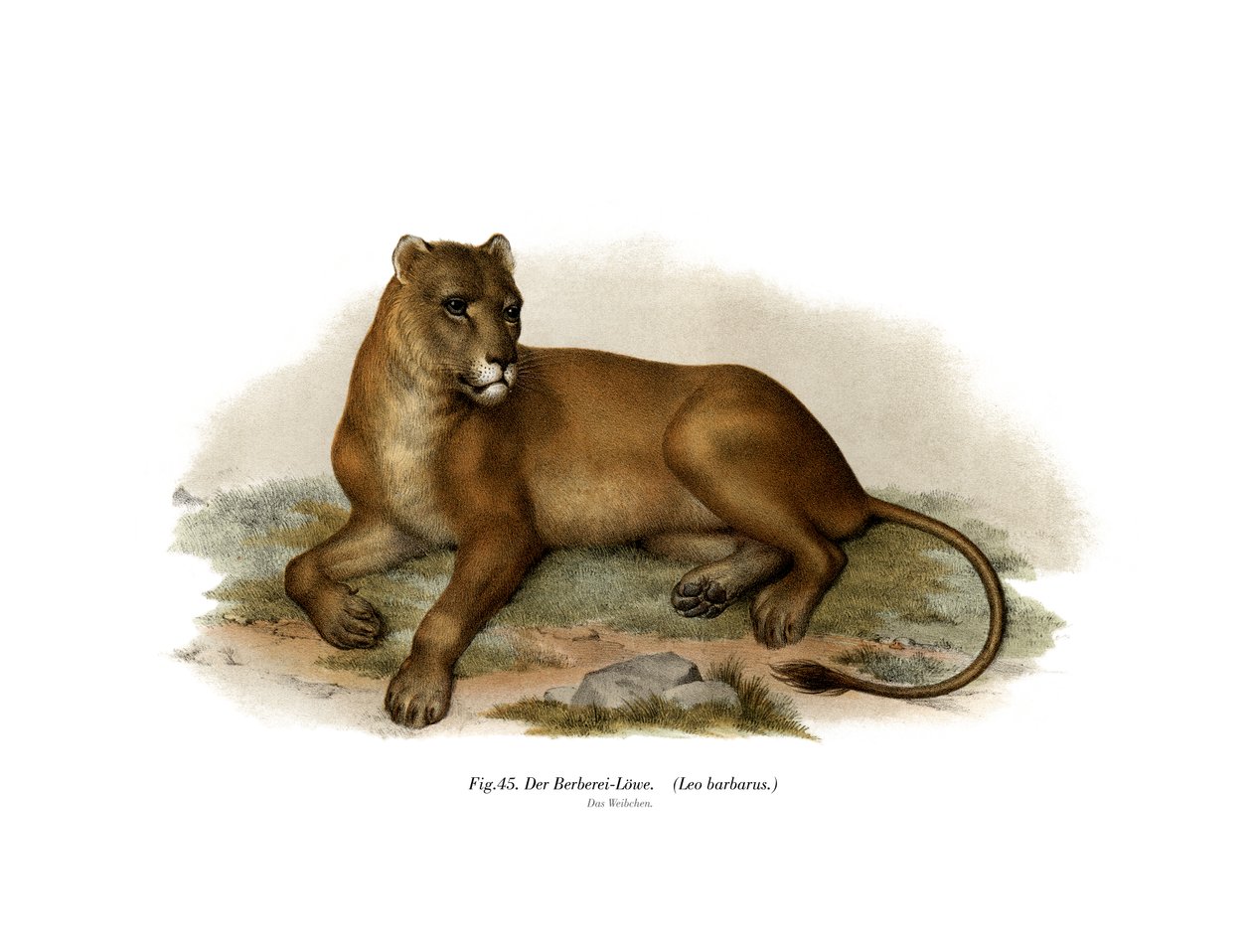 الأسد البربري ، 1860 بواسطة المدرسة الألمانية
