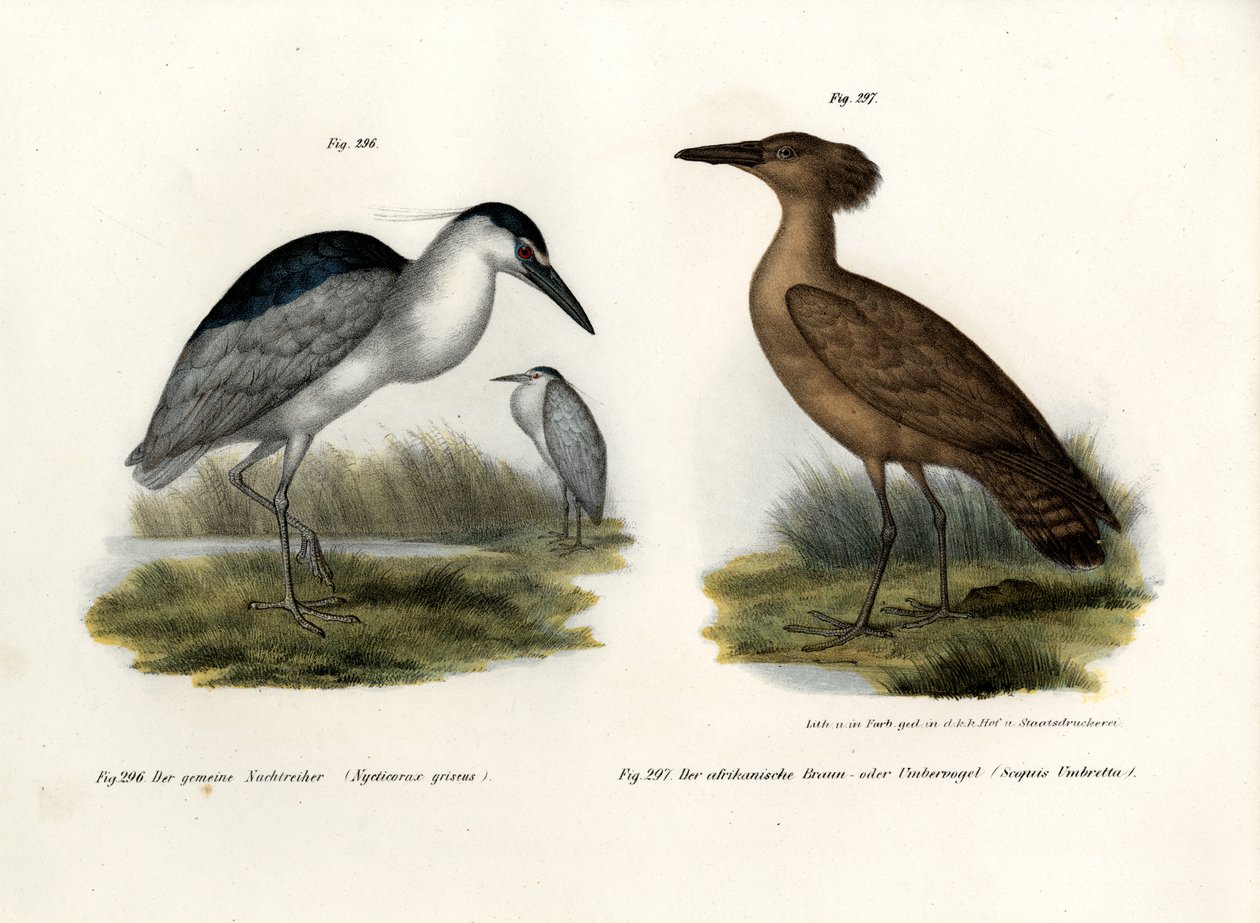 هيرون نايت توج الأسود ، 1864 بواسطة المدرسة الألمانية