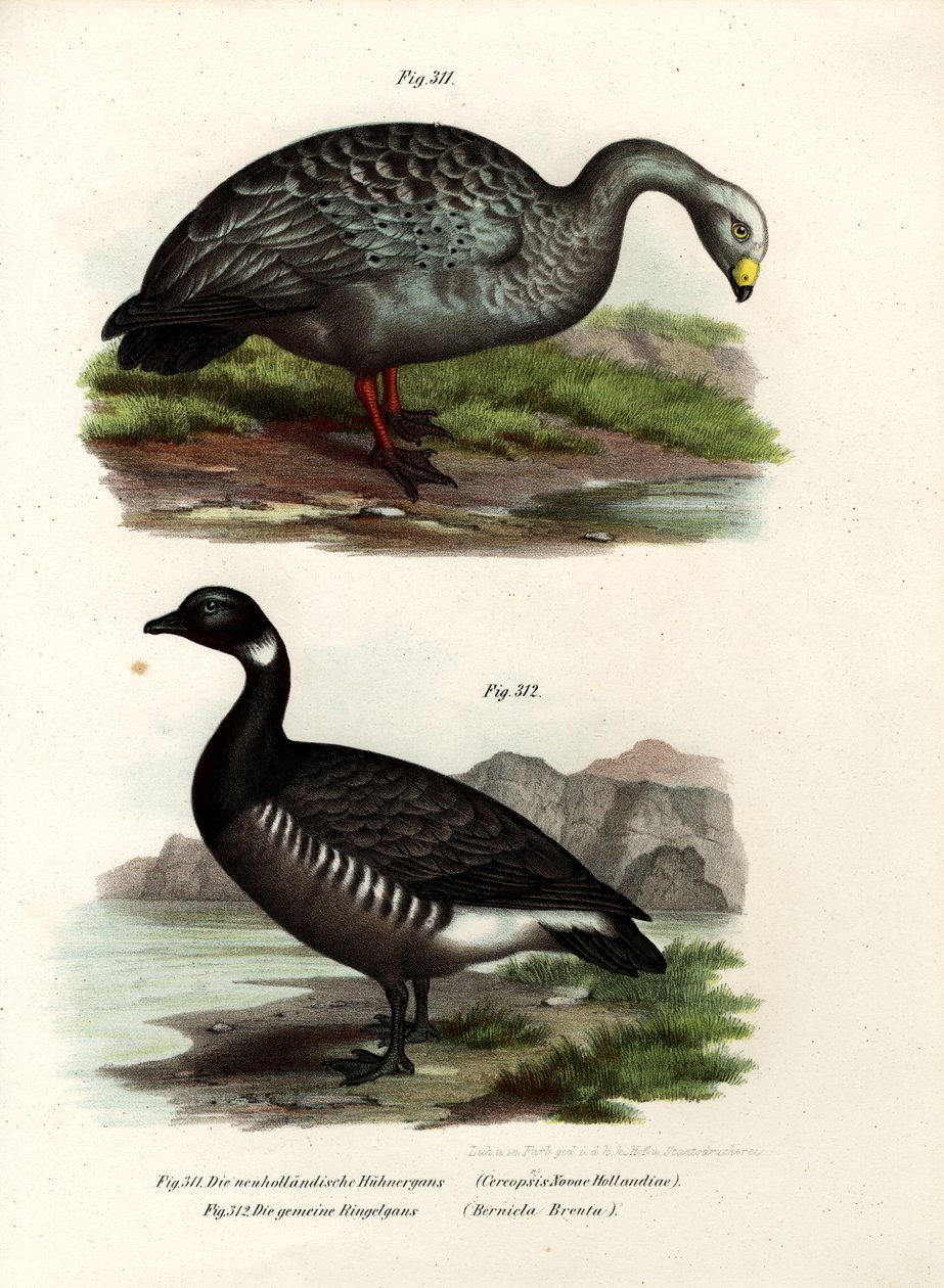 Cereopsis Goose ، 1864 بواسطة المدرسة الألمانية