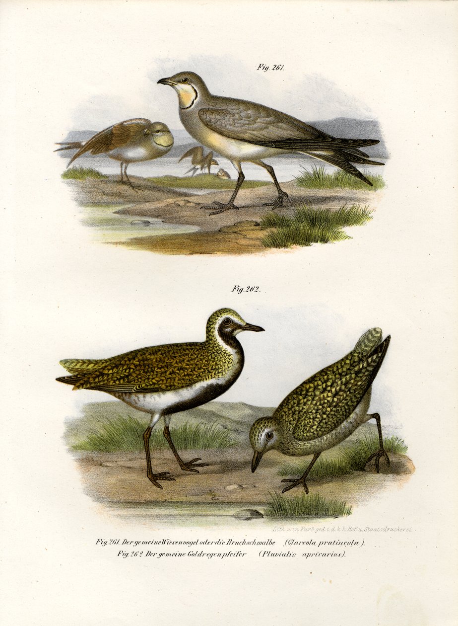 باعت Pratincole ، 1864 بواسطة المدرسة الألمانية