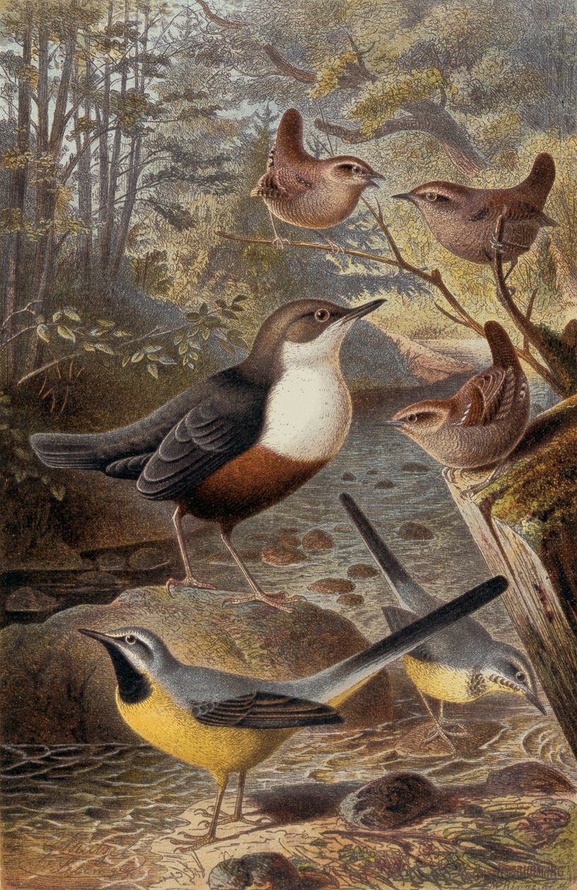 Dipper ، Wren و Gray Wagtail ، لوحة من Brehms Tierleben: Allgemeine Kunde des Tierreichs ، المجلد 4 ، ص. 69 ، نشره معهد Bibliographisches ، 1891 بواسطة المدرسة الألمانية