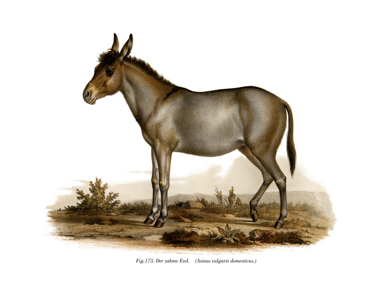 حمار ، 1860 بواسطة المدرسة الألمانية
