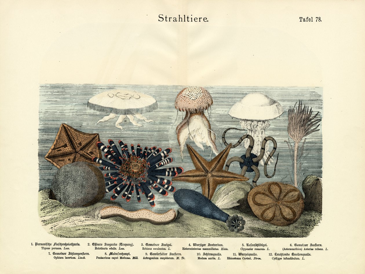 Echinoderms ، c.1860 بواسطة المدرسة الألمانية