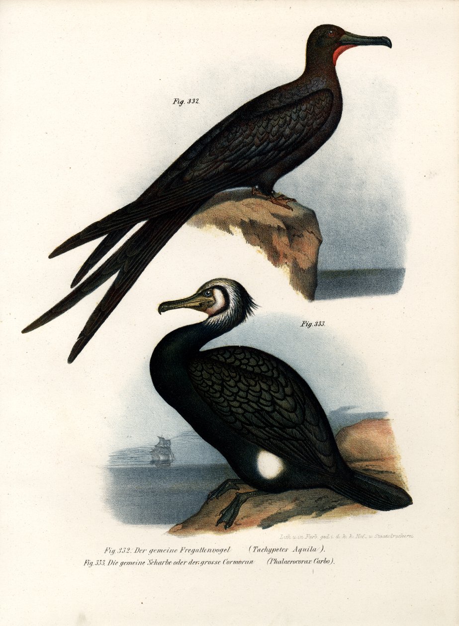 طائر الفرقاطة العظيم ، 1864 بواسطة المدرسة الألمانية