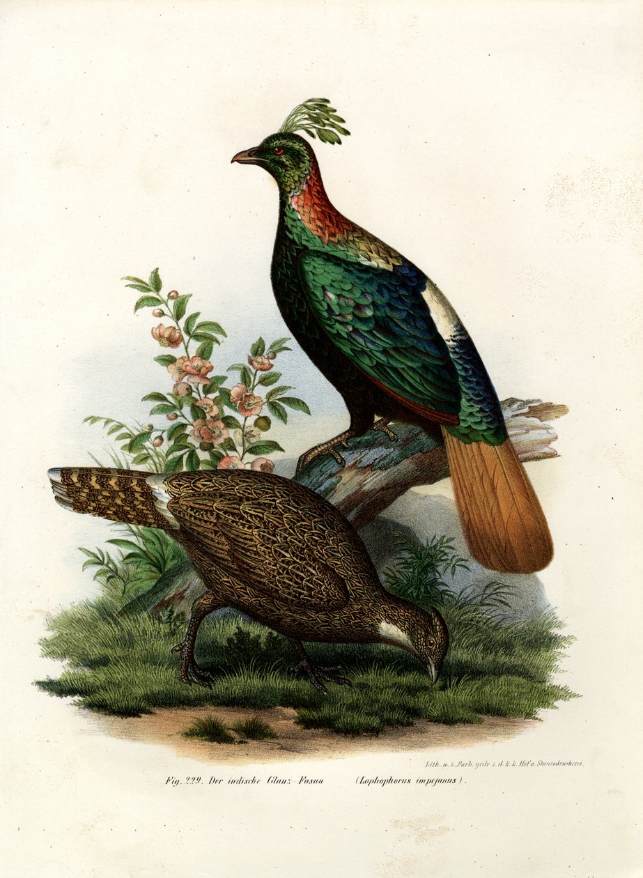 الهيمالايا منال الدراج ، 1864 بواسطة المدرسة الألمانية