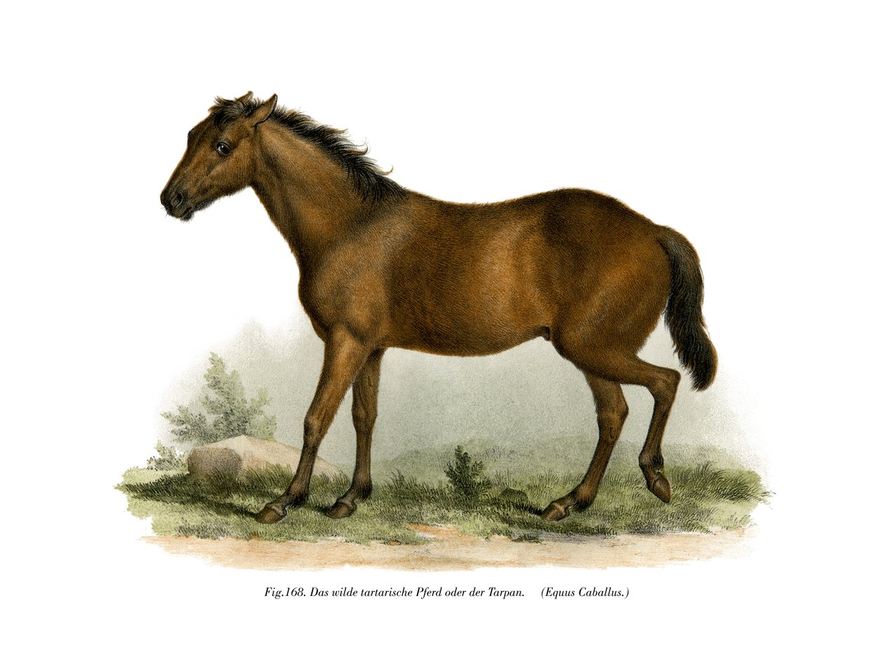 حصان ، 1860 بواسطة المدرسة الألمانية