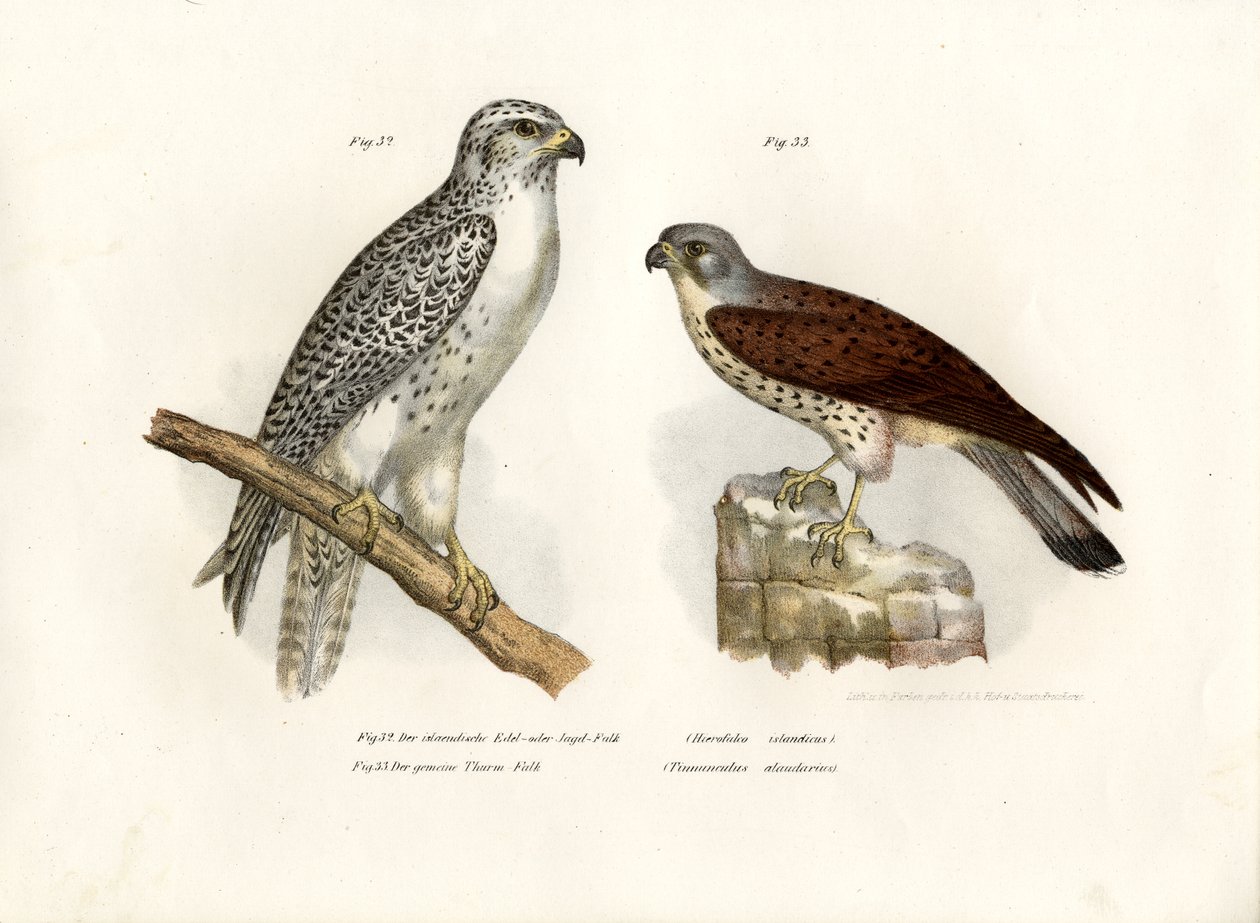 الآيسلندية Gyrfalcon ، 1864 بواسطة المدرسة الألمانية