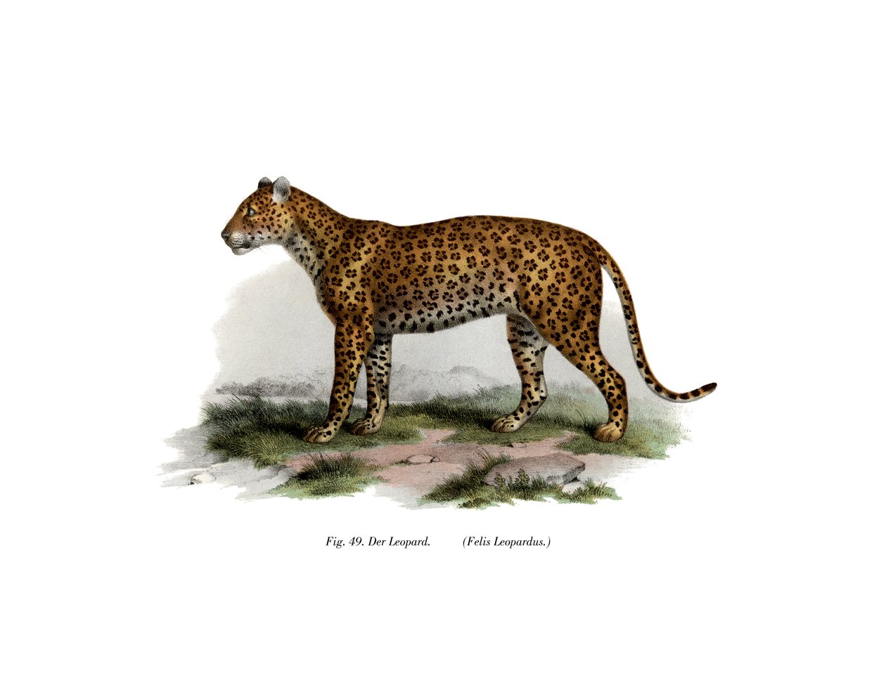 ليوبارد ، 1860 بواسطة المدرسة الألمانية