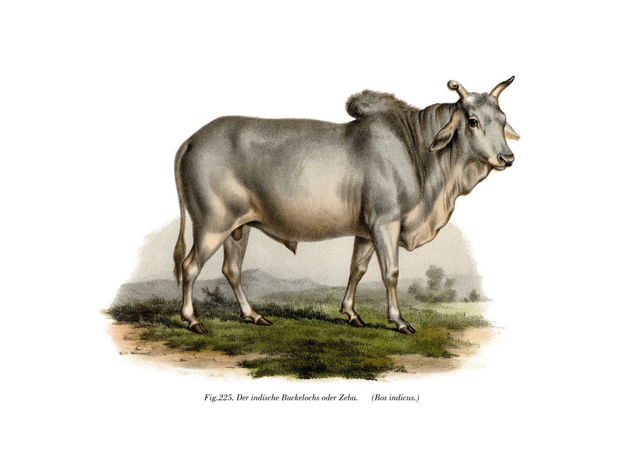 مالي زيبو كاو ، 1860 بواسطة المدرسة الألمانية